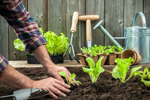 Gardener inspecting a garden with tools