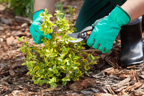 Weeds being removed manually from a garden bed