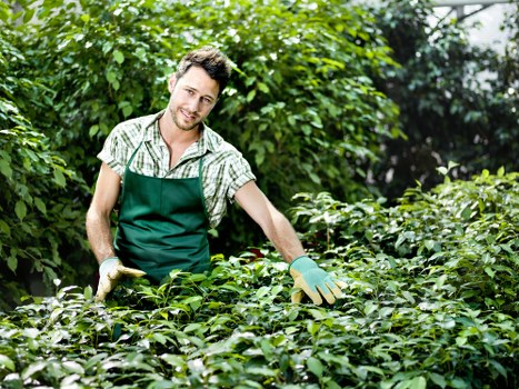 Worker using secure ladder for pruning tree