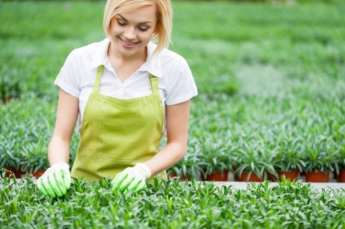 A young woman with blonde hair, dressed in a white shirt and a light green apron, is working in a garden nursery on a sunny day. She is wearing green gardening gloves and carefully tending to small, dense green plants arranged in neat rows in terracotta pots. The garden area features a lush, well-maintained grassy lawn in the background, bordered by a low hedge or planted border. The scene suggests a professional gardening or landscaping service environment, with natural daylight illuminating the vibrant green tones of the plants and the outdoor setting. This setting aligns with gardening maintenance and plant care services offered by companies like Gardening Services Norwood, serving the Norwood area near postcode SE27 or SE25, ensuring a healthy, attractive outdoor space.